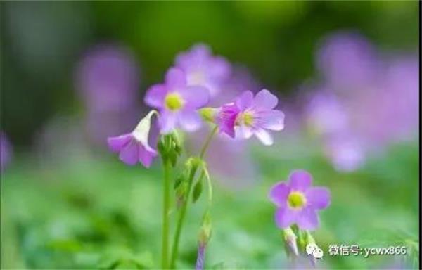 1599272917211946.jpg 微信图片_20200905102342.jpg