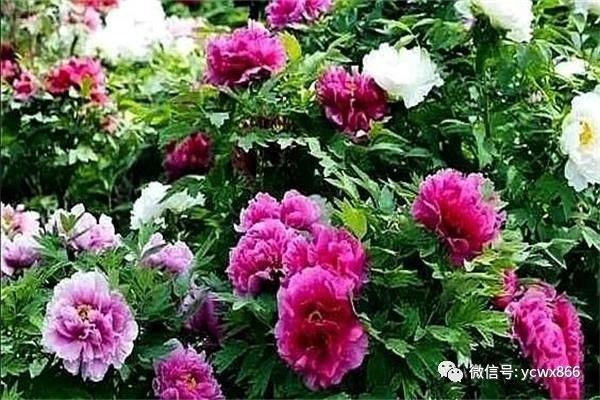 1599272958284332.jpg 微信图片_20200905102424.jpg